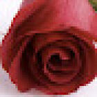 Stella Maris florist