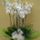 El Jardin de la Abuela