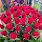 floristeria iris ayamonte