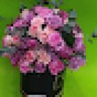 Hadiqa Flower