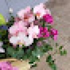 Floripondio decoracion floral