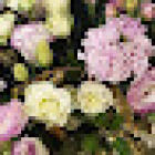 Virginia Mary Florist