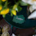 Gardenia Magnifica Florist