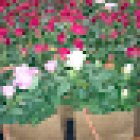 Floristería Sant Miquel