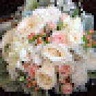 Amaryllis For Flowers and Plants