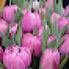 Floristería El prado