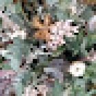 Floristeria Casa Carlicus