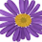 Floristeria Carrasco