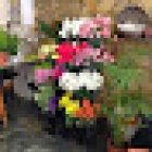 Floristería E. Jimenez