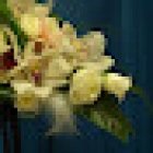 Ceres Floristas Malvarrosa