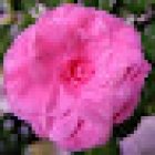 Floristería Tomiflor