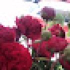 Floristería Lilium Madrid