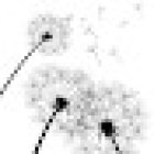 Floristeria Carmen Alcantara