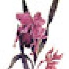 ORQUÍDEA FLORISTERÍA (Mª Inmaculada Hijosa Gilsanz)