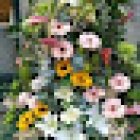 Ainara Floristeria Florists