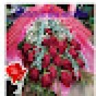 Florería Los Noritos