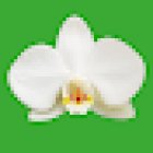 Floristeria La Orquídea Castellón