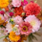Mimosa Fleuriste Bordeaux | Fleuriste Bordeaux