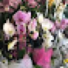 Fleurs Service 82