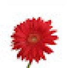 Floristería Las Flores de Alicia