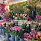 Joannes Florist Ltd
