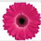 Robert's Florist Ltd