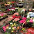 Floristería viveros Ordesa