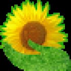 Floristería Girasol en Palma de Mallorca