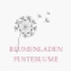 Blumen Pusteblume | Blumen in Essen