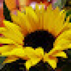 Sonnenblume