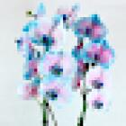 Blumen Deniz