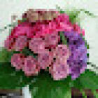 Alice in Blumenland GmbH