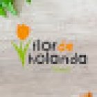 Flor de Holanda Valladolid