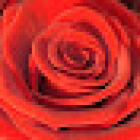 Blumen-Hecktor
