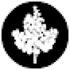 Adiantum Floristería