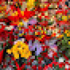 Fiera di Fiori