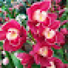 Floricoltura Biricotti