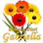 Piante e fiori Gabriella - Fiorista - Consegna fiori Modena