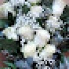 Floristería Jazmín