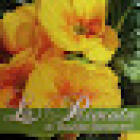 La Primula fiori