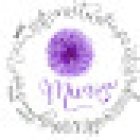 Mimosa flors i detalls