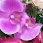 L'Orchidea Fioreria