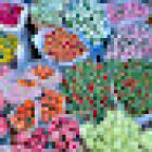 Flowers de Berto