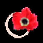 L'Anemone Fiori