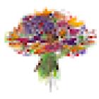 La Poésie des Fleurs