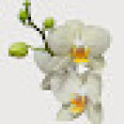Blumen Wukoutz