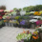 Bloem?bloem!????