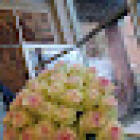 Bloemen Fine Fleur