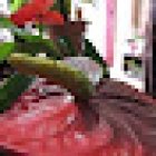 Flores El Jardín del Duende