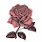 Debora Rojas Fotografía